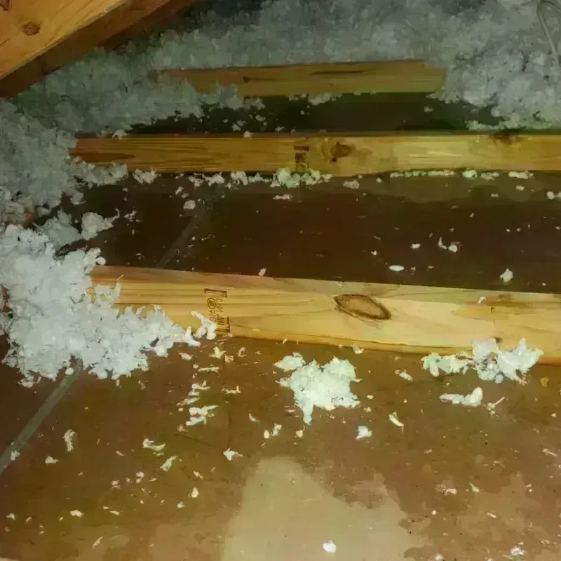 Attic Water Damage in Bowling Green, KY